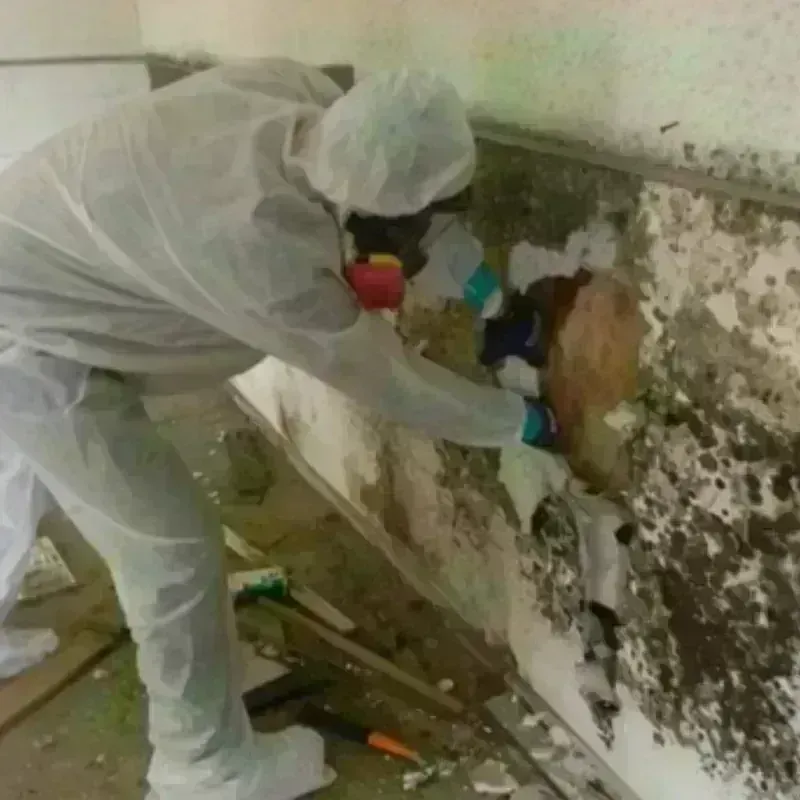 Mold Remediation and Removal in Belfair, WA